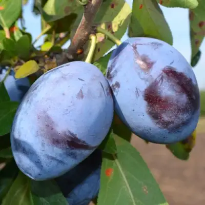 Слива ЧАЧАКСКАЯ ЛЕПОТИКА в Бобруйске