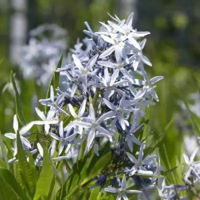 Амсония ТАБЕРНЕМОНТАНА в Бобруйске