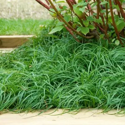 Осока БИТЛЗ в Бобруйске