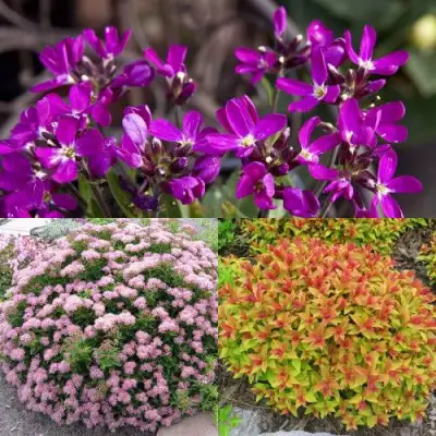 Комплект ЯПОНСКИЙ САД в Бобруйске