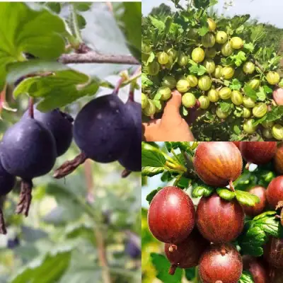 Комплект КРЫЖОВНИК MIX в Бобруйске