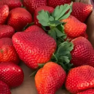 Клубника МОНТЕРЕЙ ремонтантная в Бобруйске