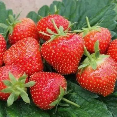 Клубника ЭЛЬСАНТА в Бобруйске