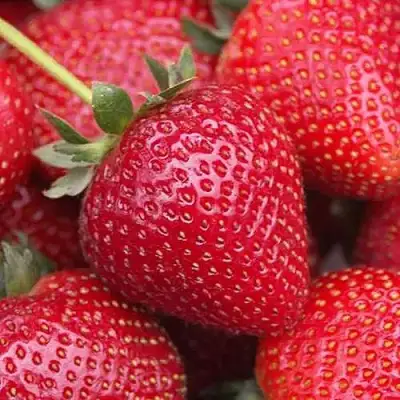 Клубника СЕЛЬВА ремонтантная в Бобруйске