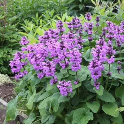 Буквица крупноцветковая в Бобруйске