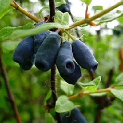 Жимолость съедобная ВОЛХОВА в Бобруйске