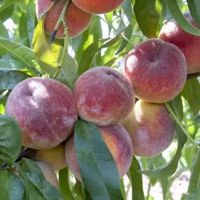 Персик ЗАРМЕНЮ в Бобруйске