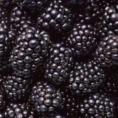 Ежевика ОРКАН бесшипная  в Бобруйске