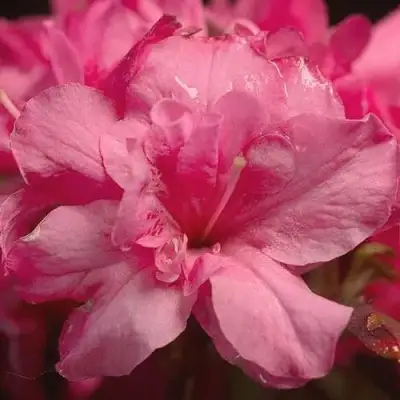 Азалия РОКОКО японская в Бобруйске