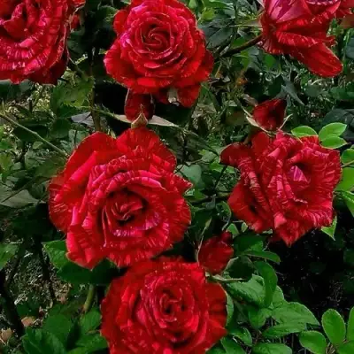 Роза РЕД ИНТУИШН чайно-гибридная в Бобруйске