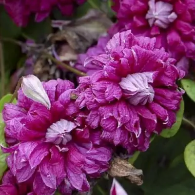 Клематис ПУРПУРЕА ПЛЕНА ЭЛЕГАНС в Бобруйске