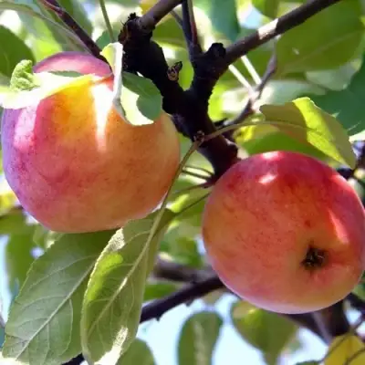 Яблоня АБРИКОСОВАЯ в Бобруйске