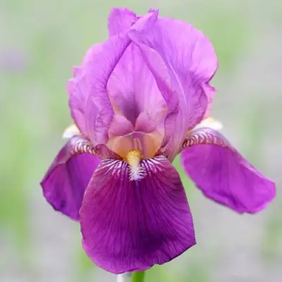 Ирис ИМПЕРАТОР бородатый в Бобруйске