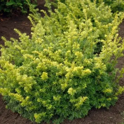 Тис ЭЛЕГАНТИССИМА ягодный в Бобруйске