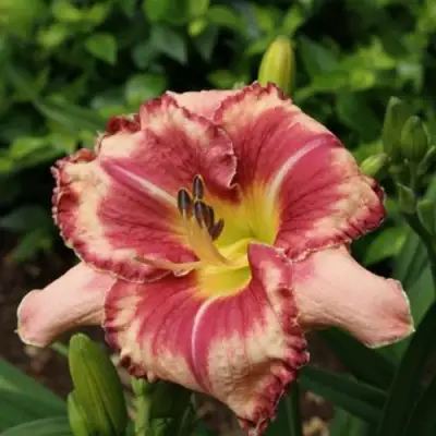 Лилейник АУТСТАНДИНГ гибридный в Бобруйске