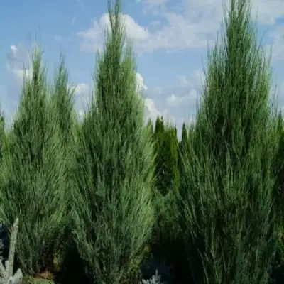 Можжевельник СКАЙРОКЕТ  скальный в Бобруйске