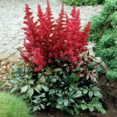 Астильба МОНТГОМЕРИ японская в Бобруйске