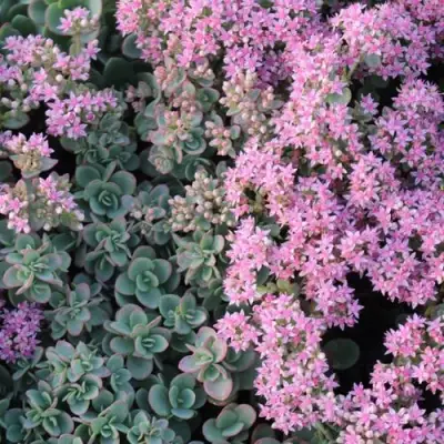 Очиток (седум) САНСПАРКЛЕР ЛАЙМ ЗИНГЕР в Бобруйске