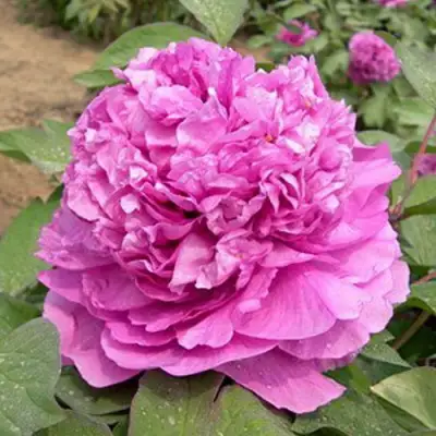 Пион ОРНАМЕНТ древовидный в Бобруйске