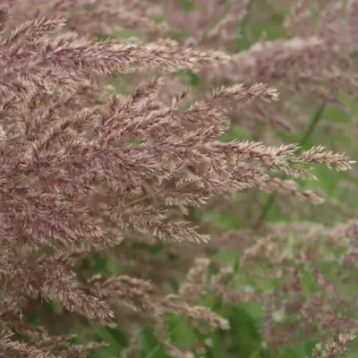 Вейник КАРЛ ФОРСТЕР остроцветковый в Бобруйске