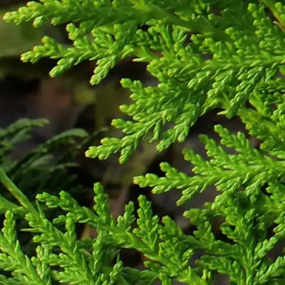 Туя восточная в Бобруйске