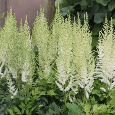 Астильба ДИАМАНТ Арендса в Бобруйске