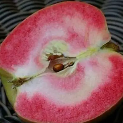 Яблоня ПИНК ПЕРЛ в Бобруйске