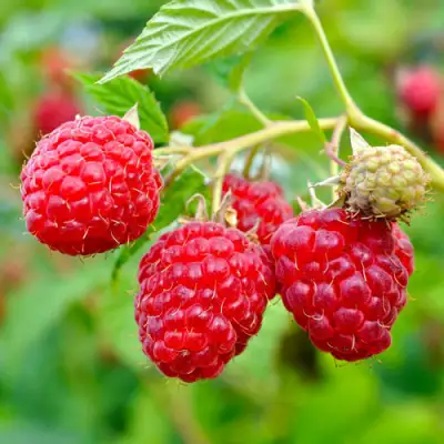 Малина РУБИФОЛ в Бобруйске