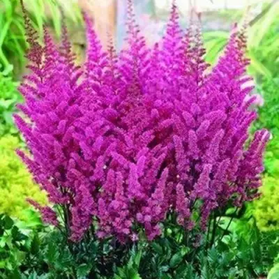 Астильба ПЕПЛ РЕЙН гибридная в Бобруйске