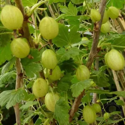 Крыжовник ИНВИКТА в Бобруйске