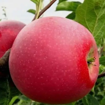 Яблоня АЙДАРЕД в Бобруйске