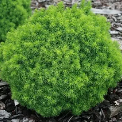 Ель АЛЬБЕРТА ГЛОБ сизая в Бобруйске