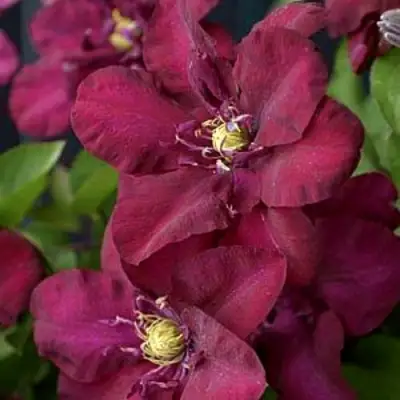 Клематис ЯН III СОБЕСКИ в Бобруйске