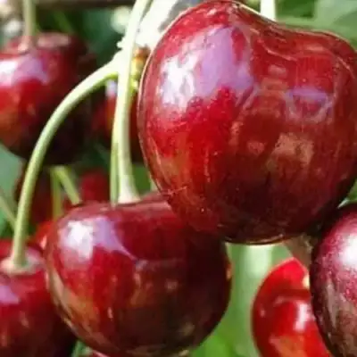 Черешня ВАСИЛИСА в Бобруйске