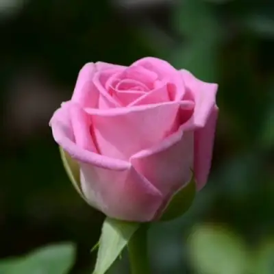 Роза АКВА чайно-гибридная в Бобруйске