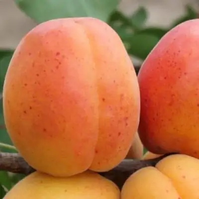 Абрикос ОЛИМП в Бобруйске