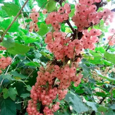 Смородина белая ПРЫГАЖУНЯ (РОЗОВАЯ) в Бобруйске