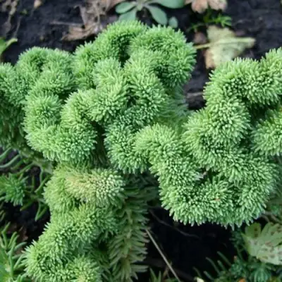 Очиток (седум) КРИСТАТУМ отогнутый в Бобруйске