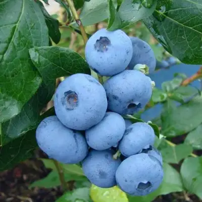 Голубика ТОРО в Бобруйске