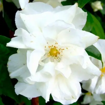 Жасмин РОЗАЦЕ в Бобруйске