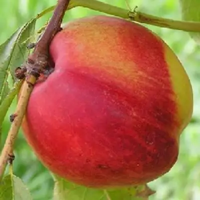 Нектарин СТАРК РЕД ГОЛД в Бобруйске