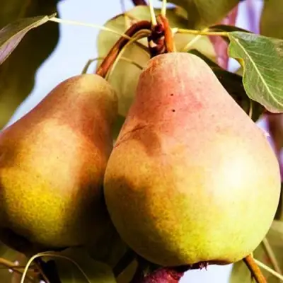 Груша СЛАДКАЯ ИЗ МЛИЕВА в Бобруйске