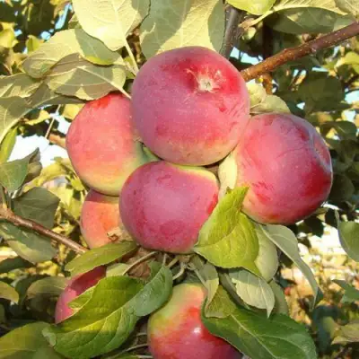 Яблоня ОРЛИК в Бобруйске