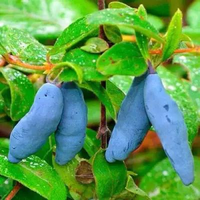 саженцы жимолости Морена