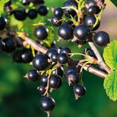 Смородина чёрная ЦЕРЕРА в Бобруйске