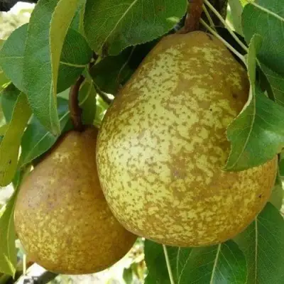 Груша ГЕНЕРАЛ ЛЕКЛЕРК в Бобруйске