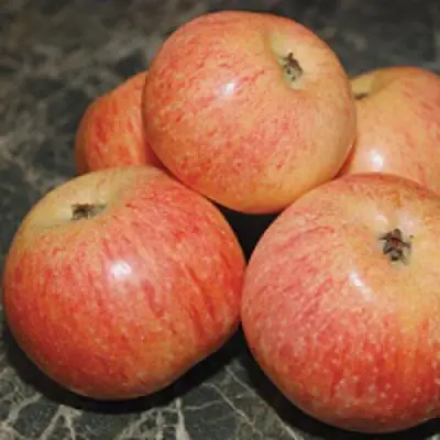 Яблоня КОНФЕТНОЕ в Бобруйске