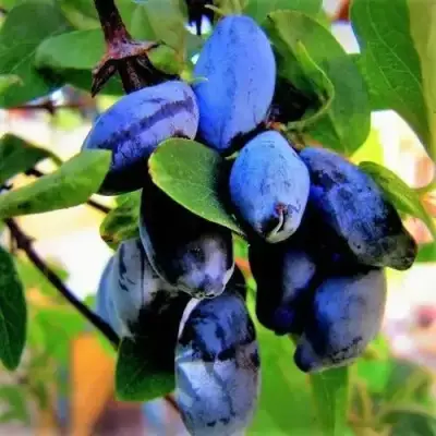 Жимолость съедобная БЛУ ТРЕЖЭ (ГОЛУБОЕ СОКРОВИЩЕ) в Бобруйске