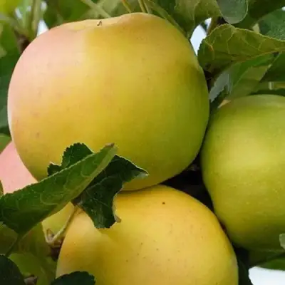 Яблоня БАНАНОВОЕ в Бобруйске