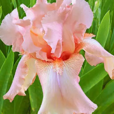 Ирис ПАТИ ДРЕСС бородатый в Бобруйске